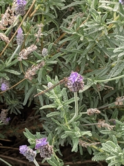 Austrolestes annulosus