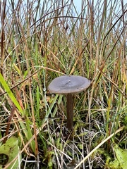 Entoloma