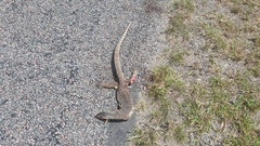 Varanus panoptes panoptes