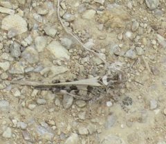 Encoptolophus costalis