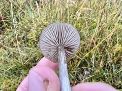 Entoloma