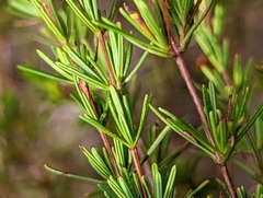 Hypericum tenuifolium
