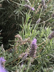 Austrolestes annulosus