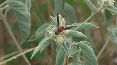 Euodynerus crypticus