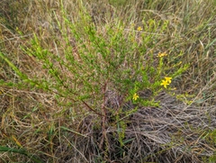Hypericum tenuifolium