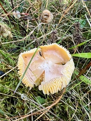Hygrocybe quieta