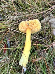 Hygrocybe quieta