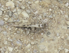 Encoptolophus costalis