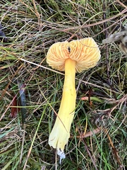 Hygrocybe quieta