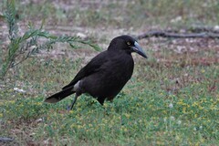 Strepera versicolor