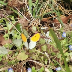 Anthocharis bambusarum