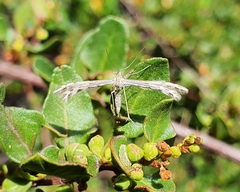 Singularia alternaria