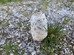 Coprinus