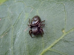 Zenodorus orbiculatus