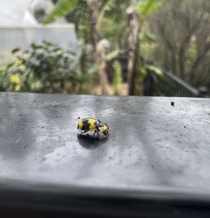 Illeis galbula