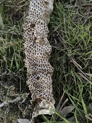 Serpentes