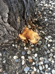 Ganoderma polychromum