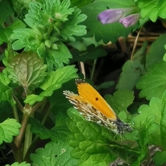 Anthocharis bambusarum