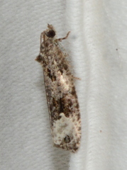 Apotomis capreana