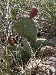 Opuntia cymochila