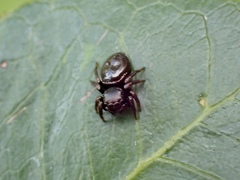 Zenodorus orbiculatus