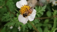 Apis mellifera