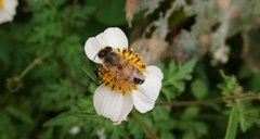 Apis mellifera