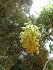 Vicia nigricans