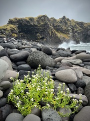 Cakile arctica