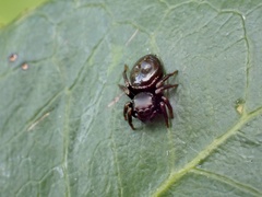 Zenodorus orbiculatus