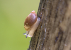 Succineidae