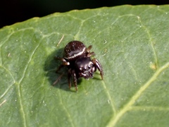 Zenodorus orbiculatus