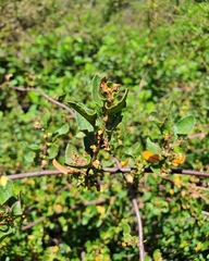 Muehlenbeckia hastulata