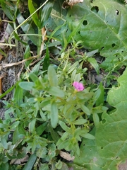 Calibrachoa parviflora