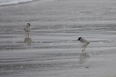 Thinornis cucullatus