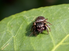 Zenodorus orbiculatus