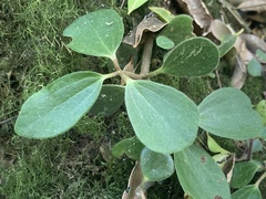 Peperomia increscens