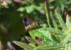 Syrphus rectus