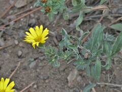 Heterotheca villosa