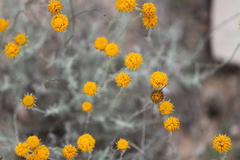 Thymophylla setifolia