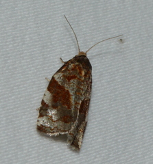 Archips mortuana