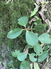 Peperomia increscens