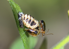 Chrysomelidae