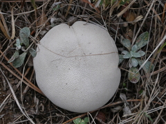 Lycoperdon pratense