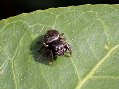 Zenodorus orbiculatus