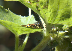 Vespula flavopilosa