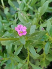 Calibrachoa parviflora