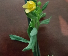 Mecardonia procumbens