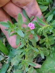 Calibrachoa parviflora