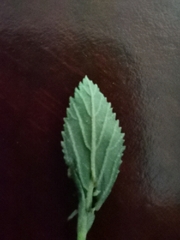 Mecardonia procumbens